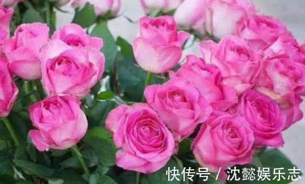 四季兰|“玫瑰精品”糖果雪山,如甜蜜糖果,绚丽唯美,堪称养花必备