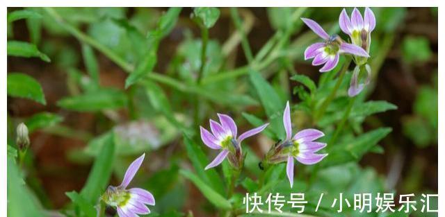 采摘|长在路边的20种杂草可以当作野菜食用，你认识几种？