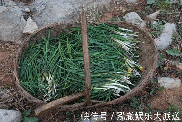 植物|这野草看着像大蒜，其实价值更高，野生的不多见，人称“绵枣”