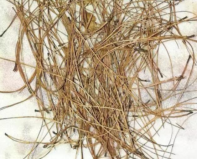 安徽大叔养兰花,只是在盆里加点“它”,芽多、花多,株型好!