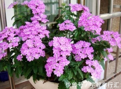在阳台种上几种花,一年缤纷灿烂的花海,让邻居家羡慕极了