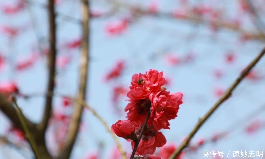 老年|韶山市清溪镇一苗木种植基地：梅开花香引蝶忙（图）