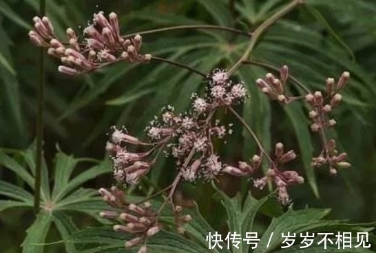 白龙|来自大自然的馈赠:“中药材兔儿伞”,治风湿麻木,全身疼痛