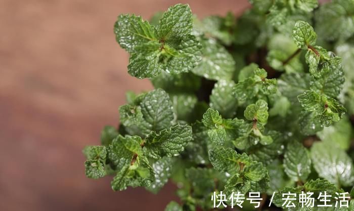 养护|卫生间放这3种“花”,耐阴除臭还杀菌,轻松告别厕所异味