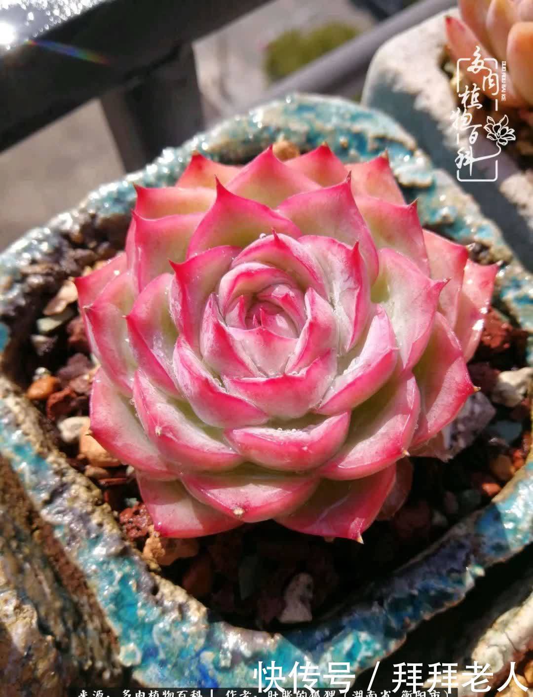 养多肉，我们到底养的是什么？