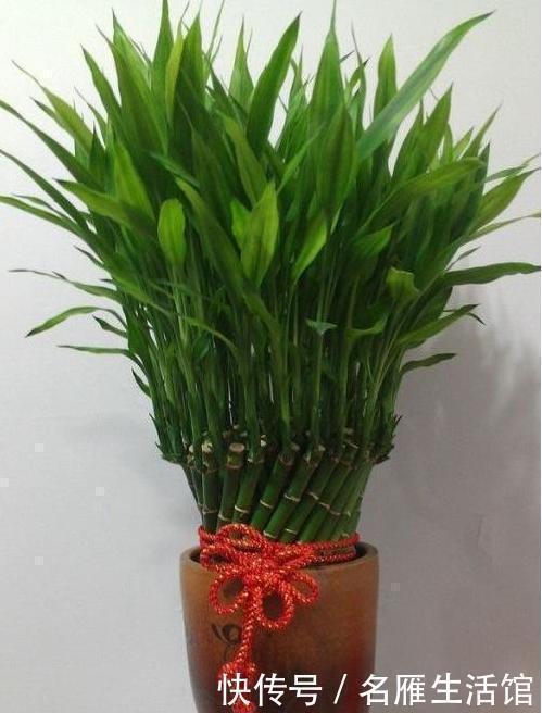 3种绿植,开花便是“好兆头”,家里放一盆,日子顺风又顺水