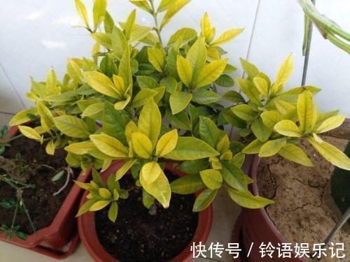 3种花再喜欢，也别轻易买，虽然很漂亮，但能“养活”的人不多