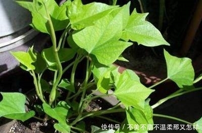 盆栽|家里种上这6种盆栽蔬菜，不长虫不用药，一年到头都吃不完！