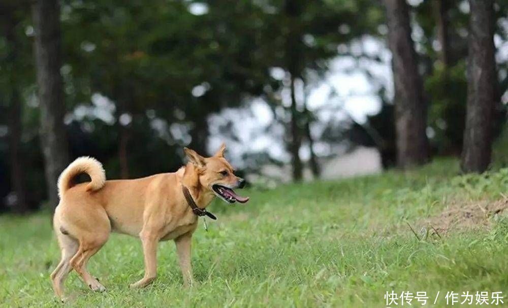 生肖狗|下半年这三生肖“踩狗屎运”，财运大发，桃花敲门，喜事一箩筐