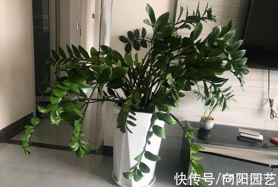 别再养发财树了，试试“金钱树”，不黄叶，栽到盆里就发芽
