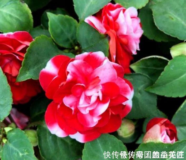 夏天最火的4种花,好养又漂亮,花姿妖娆,四季繁花似锦,美