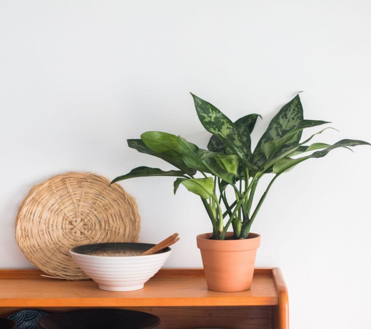 鸡蛋壳是养花神器,掌握住这些用法,完全不需再花钱买肥料了