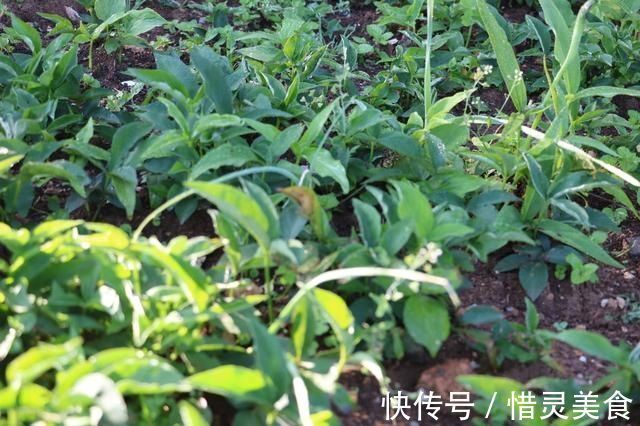半夏|这野草玉米地里成片长,一斤能卖到70元,村里老人管它叫“羊眼”