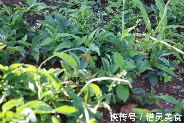 半夏|这野草玉米地里成片长，一斤能卖到70元，村里老人管它叫“羊眼”