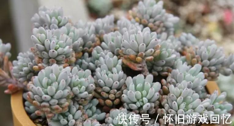 香味浓郁的6种多肉植物,养一盆满屋飘香