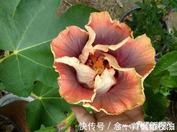 扶桑|1种花一开就是300多天，好养又漂亮，新手懒人都能养！