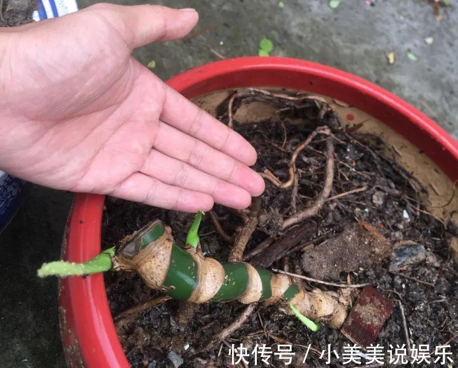 给这花换盆，土里扒出30个崽，根本不用扦插！