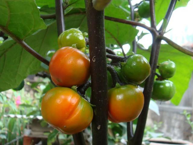 阳台种盆菜,比花还好看,结果还能吃,别提多美了