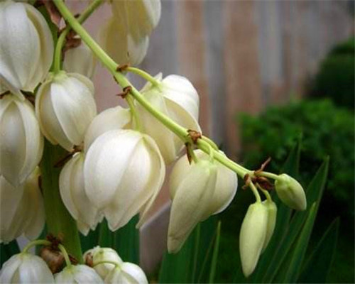 盆栽凤尾兰如何养教你3个养护凤尾兰的妙招,轻松爆盆又美观