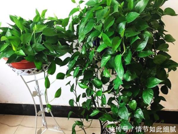 “一棵绿萝七个鬼”,说的是啥意思难道家里养绿萝不吉利