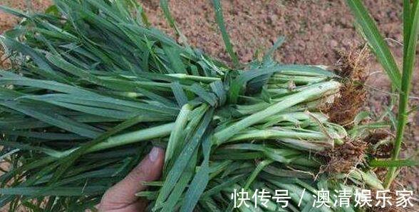 中暑|乡下处处可寻的一种草,是中暑的一剂良药,价值珍贵,药用价值高