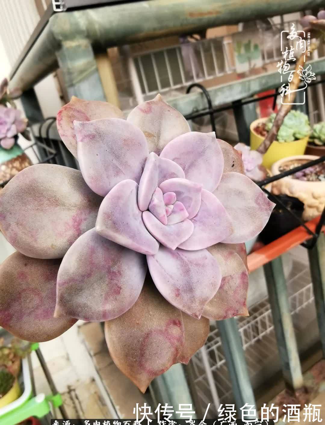 无关利益，不计得失，多肉给了我不一样的感受温暖的方式