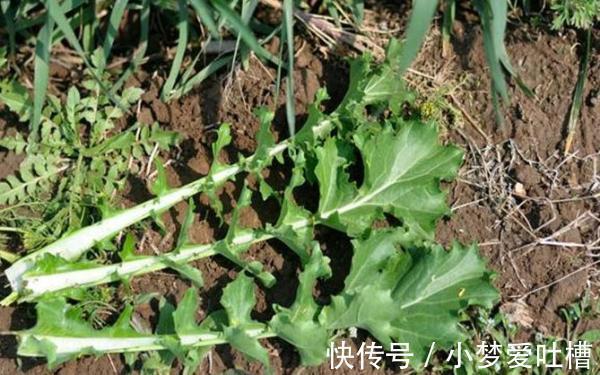 时令|比辣椒更辣的野菜，制作成腌菜后可是一绝，治疗便秘疗效好