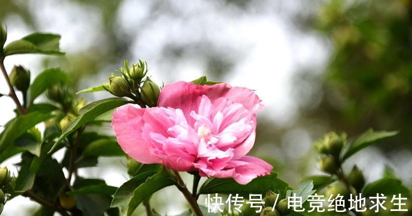 盆栽菊花怎么过冬呢,花农常做几个动作,让你来年花开不断