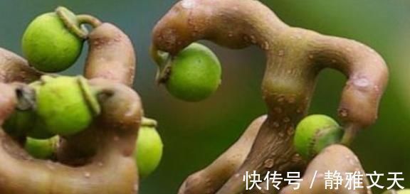 果实|山里“4种”野果子,以前砍柴时吃到吐,如今满山找不到1棵,可惜