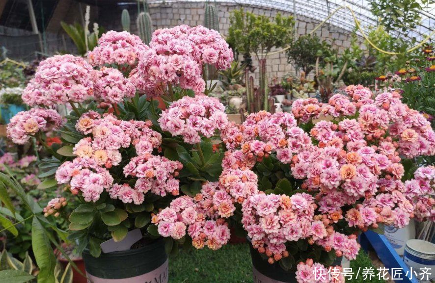 仙人球|多肉度夏难？选这4个品种，夏季不休眠，不需要控水，不容易黑腐