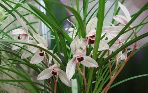  用来|什么淘米水、黄豆水都不如它，用来养兰花，新叶侧芽一起长