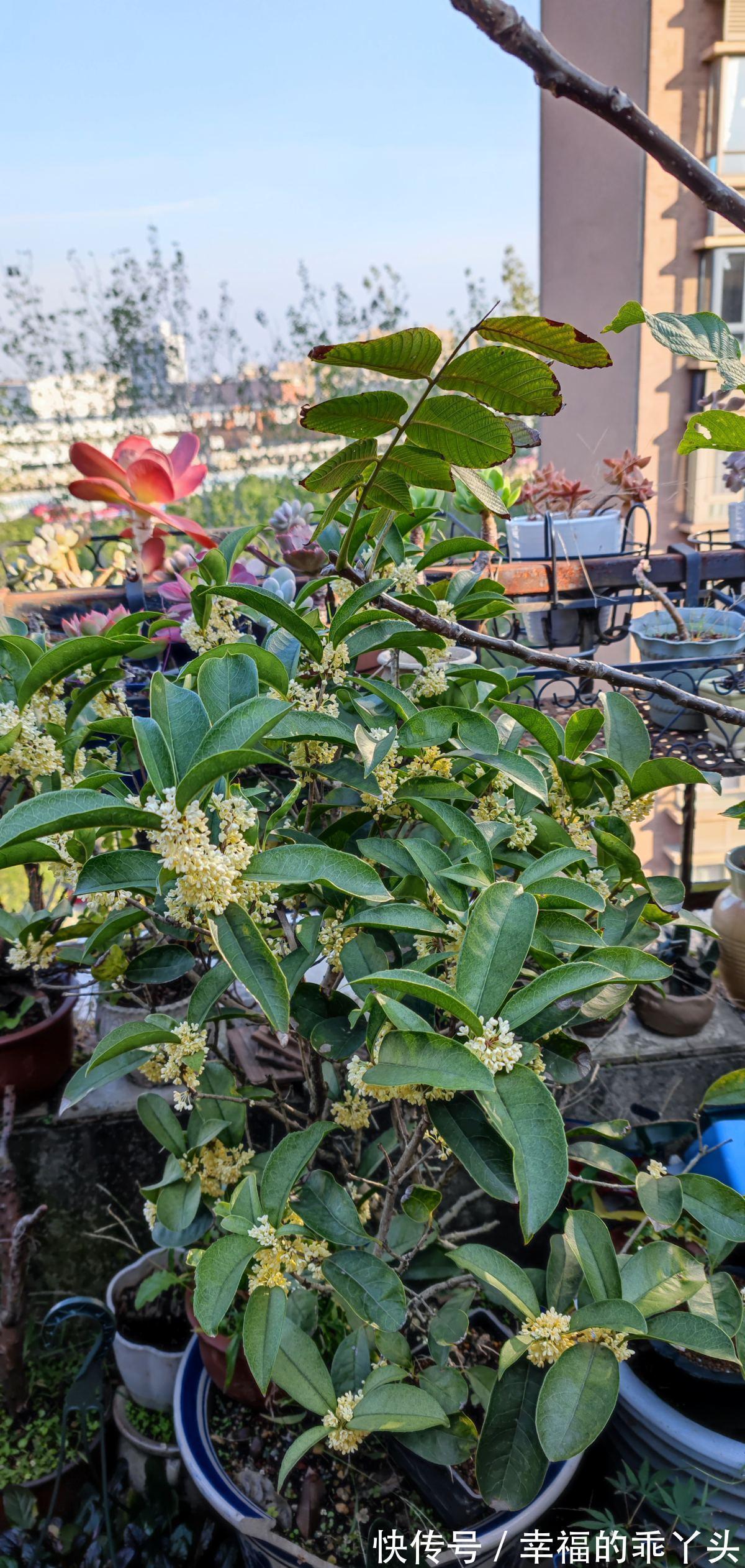 门前栽桂花长成“贵人树”