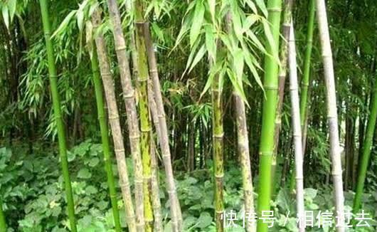 郭璞&俗语:坟边长竹须迁坟,坟前两物成富人,“两物”是啥?有点道理