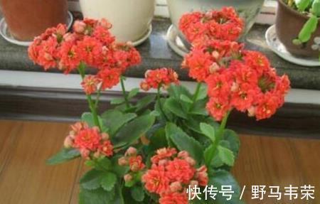 中秋前，3种东西扔盆里，长寿、蟹爪兰猛开花，肥效管1年