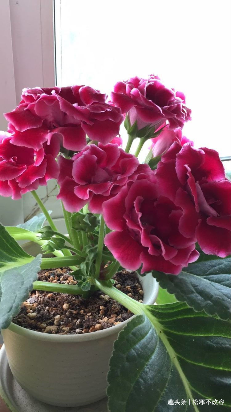 客厅多养这四款花,不仅有香味,还能净化空气,花开清新淡雅