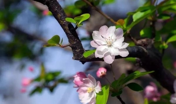 薰衣草|又是一年赏花季！乱花渐欲迷人眼，教你分清谁是谁