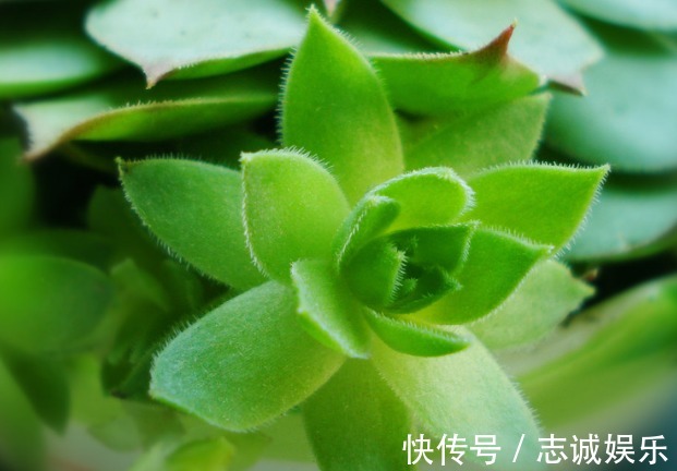 非常好养的4种多肉,养肉“新手”也能养活,盆盆都漂亮!