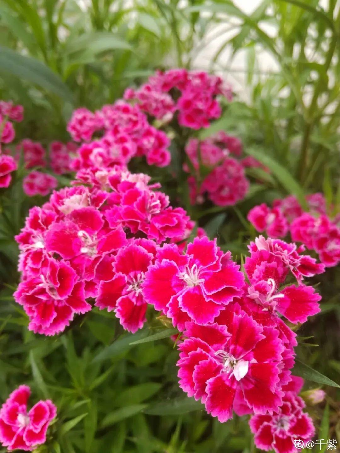 折腾不死的25种花,咋养都爆盆,家里必须养!