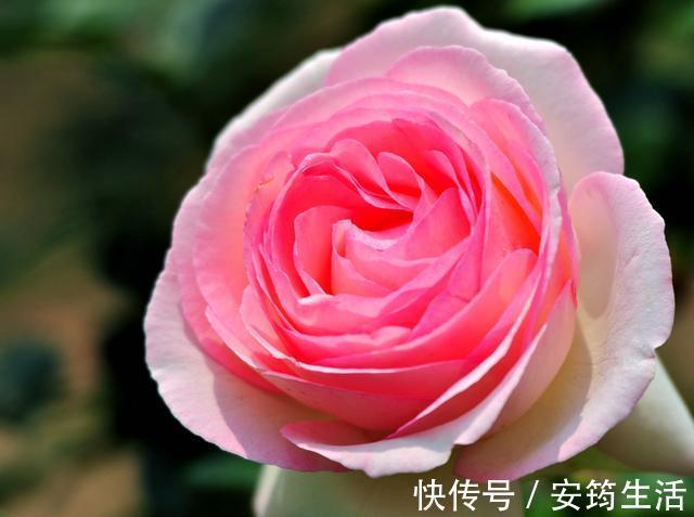 养花就养3种耐旱花，好养易活能爆盆，四季开花不断，夏天也赏花