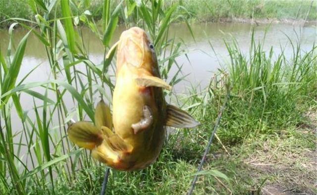 黄辣丁|春钓黄辣丁,这4种地形有鱼窝,遇上一定别放过