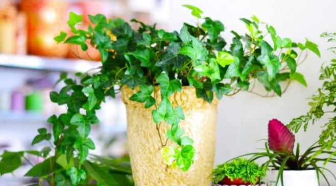 不为人熟知的养花秘诀：怎么合理使用红砖达到调节效果？