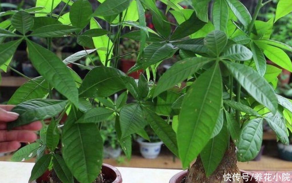 栽培|发财树出现烂根,只需简单“3个步骤”,就能让它再次长出新根