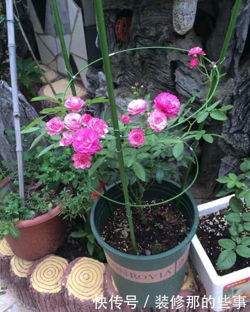 月季花爆花真简单,掌握一个方法,猛长笋芽省心有效!