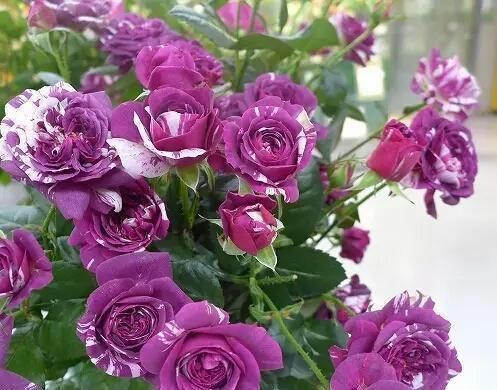 修剪|七月养月季,修剪后别漏这“两动作”,否则复花慢,还容易枯黄