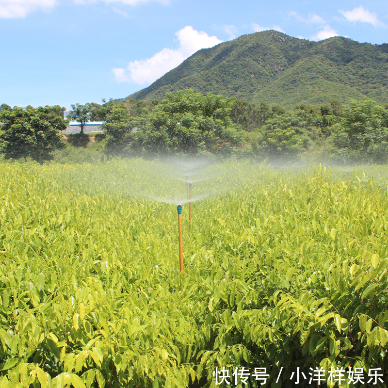 树苗|老大爷偷偷告诉出门见到此树苗，赶紧悄悄带回家，来年大丰收