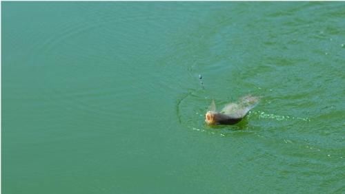 疯狂野钓大盘点，我们是否值得这样做？后悔吗