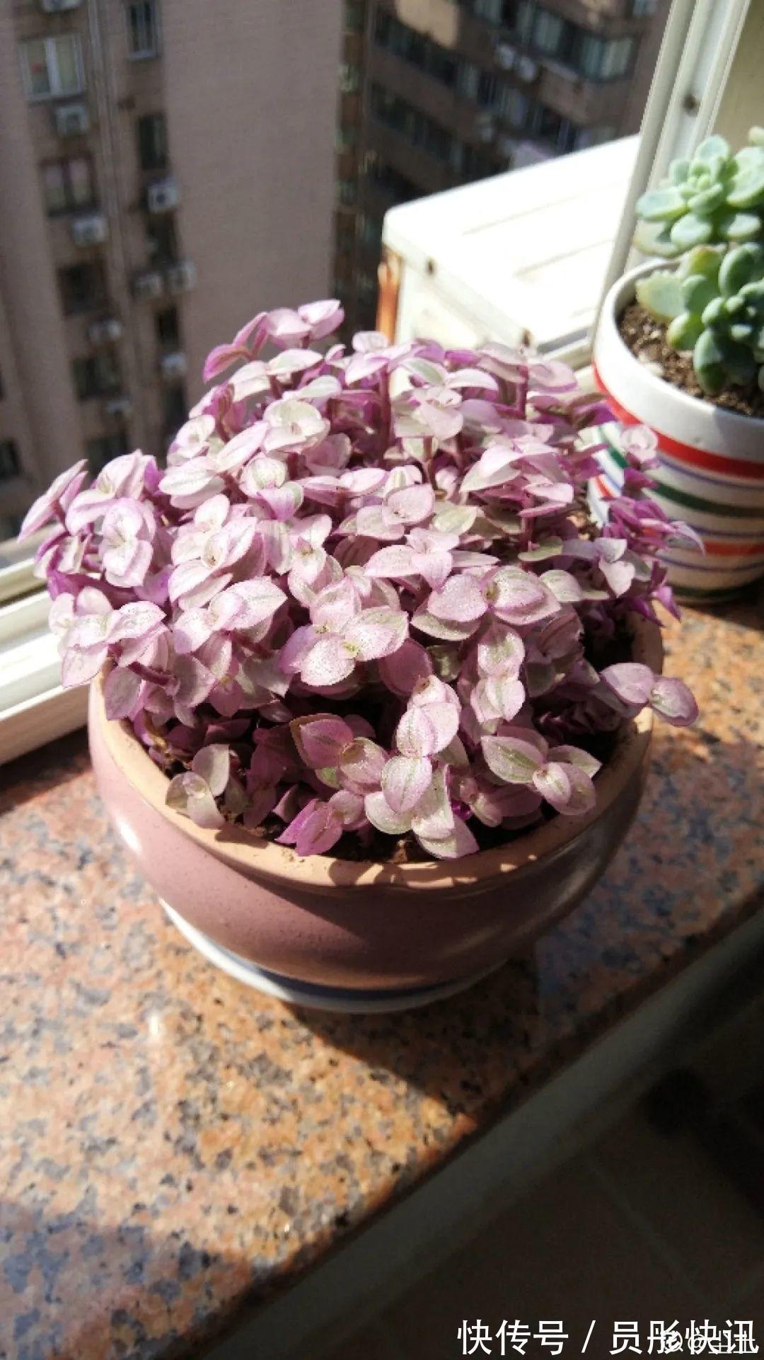 蓝蝴蝶|5种花真稀罕,叶子越晒越红彤彤,一盆能开20朵!