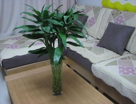 富贵竹都能养死这几点不注意就黄叶,没几天就死翘翘