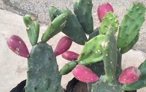 葡萄|秋季爱美女性适合多吃3种食物,补充能量,补血养颜,好处多