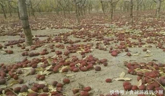 市场|从产地到市场,价格翻5倍,果农叫苦卖不出去,收购商不背锅